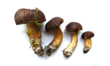 Want to buy fresh Verpa bohemica and morchella sp.